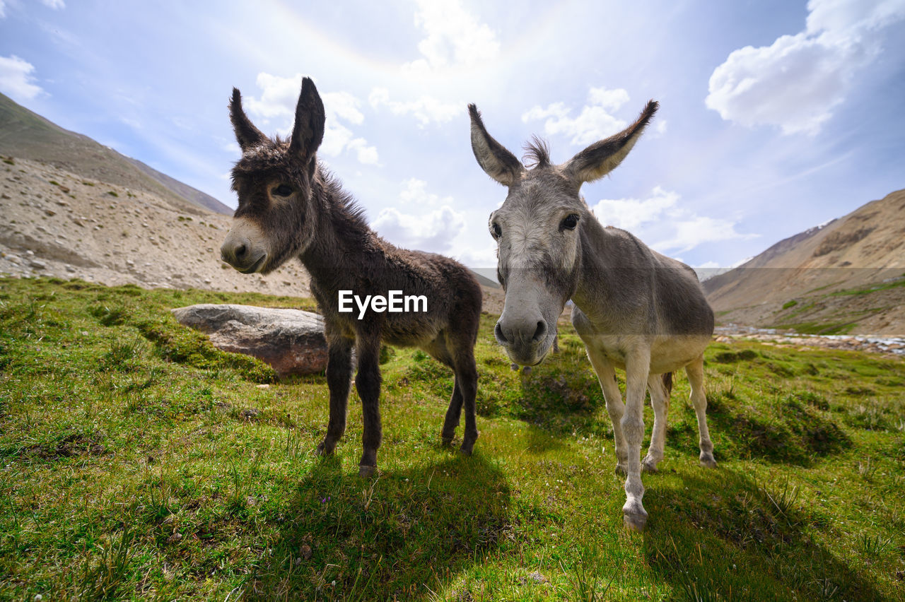 Donkeys on grassland against sky