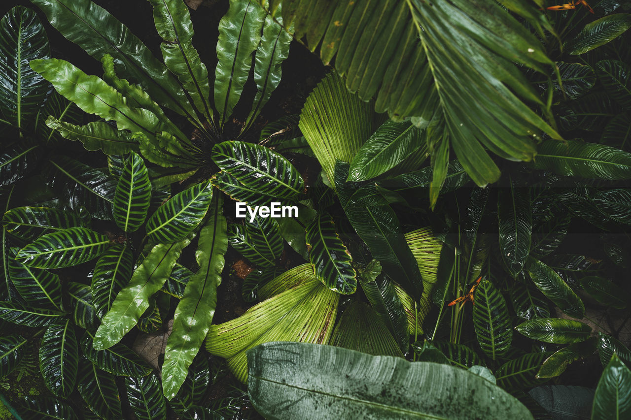 High angle view of tree leaves in forest