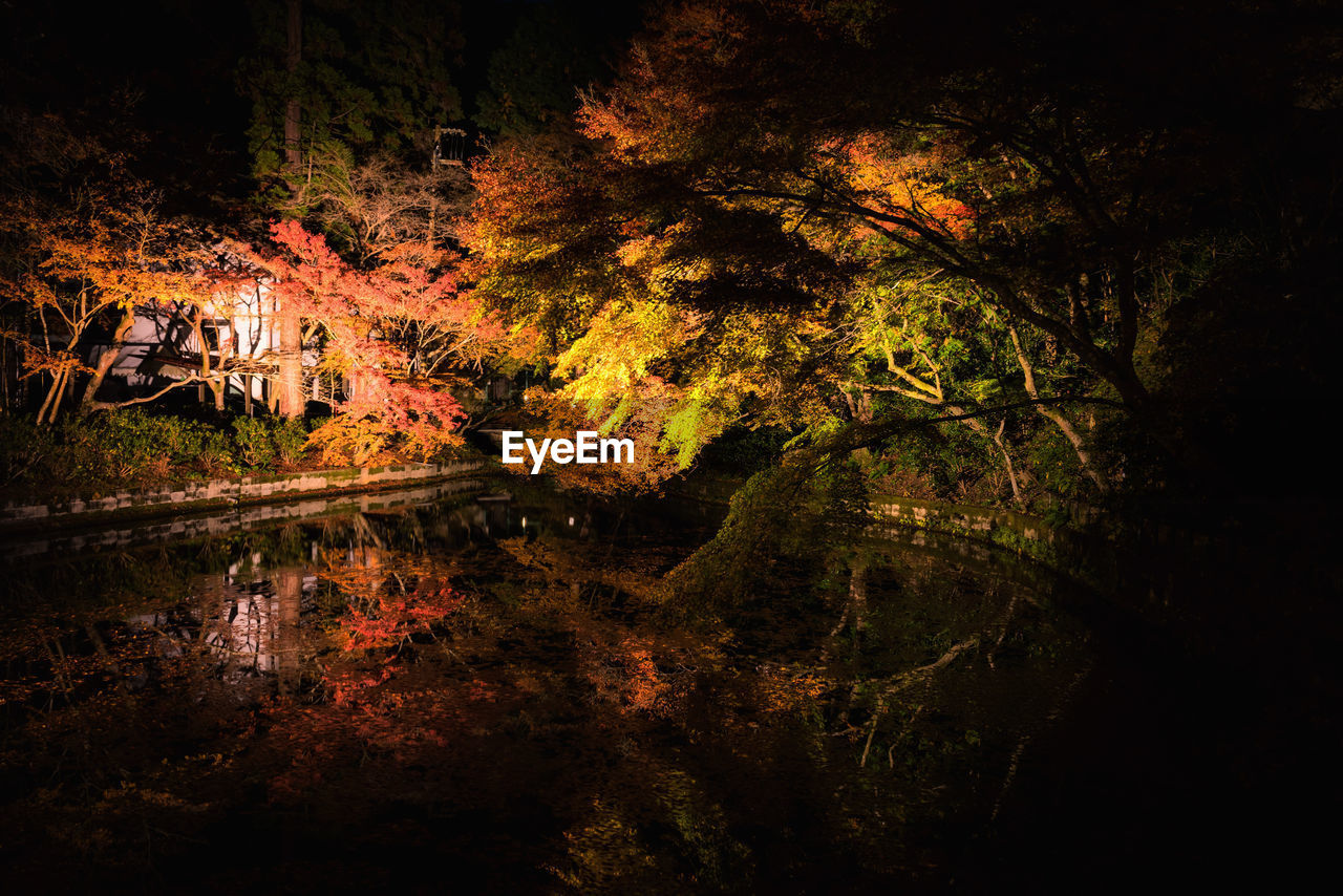 TREES BY LAKE IN FOREST DURING NIGHT