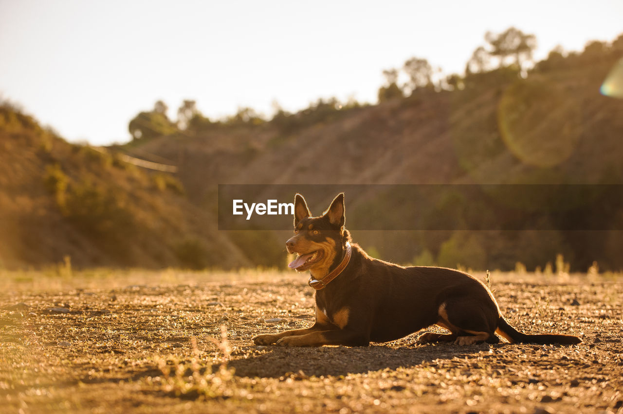 Australian kelpie relaxing at field on sunny day