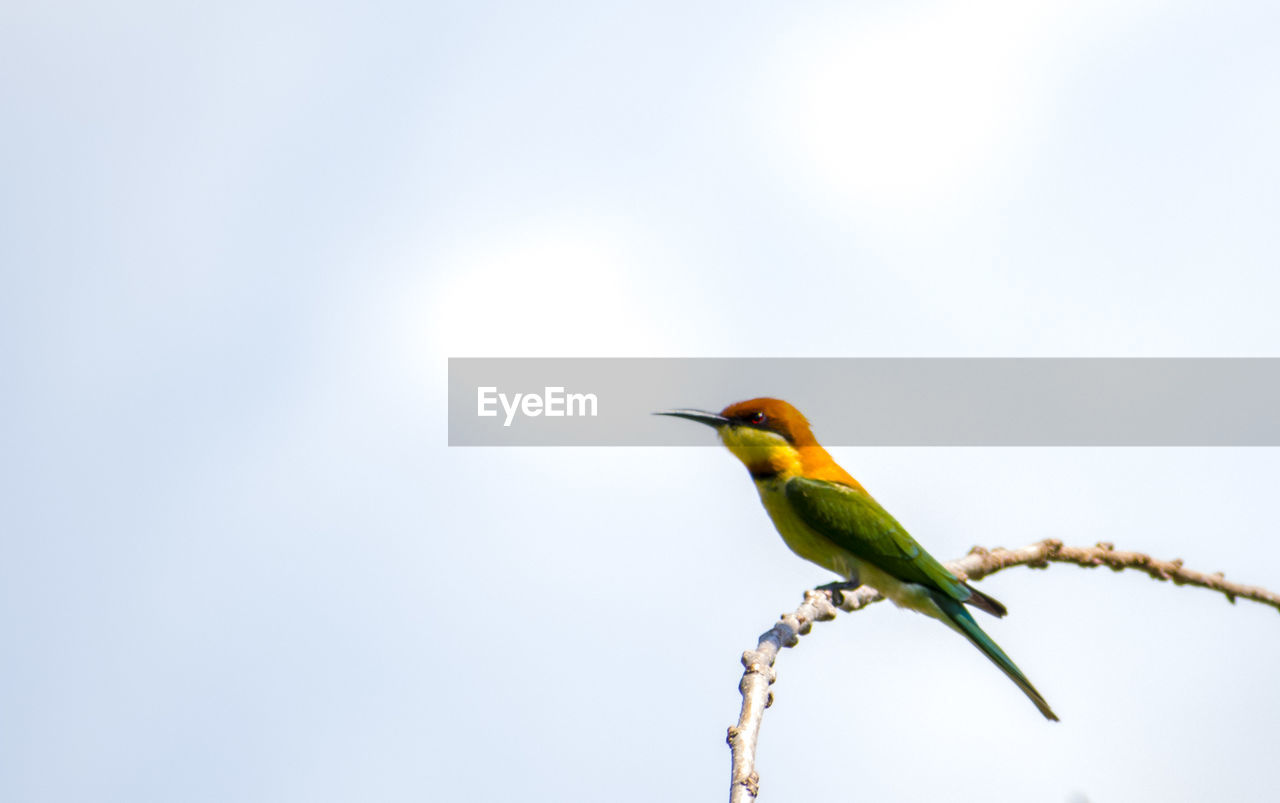 BIRD PERCHING ON A LEAF