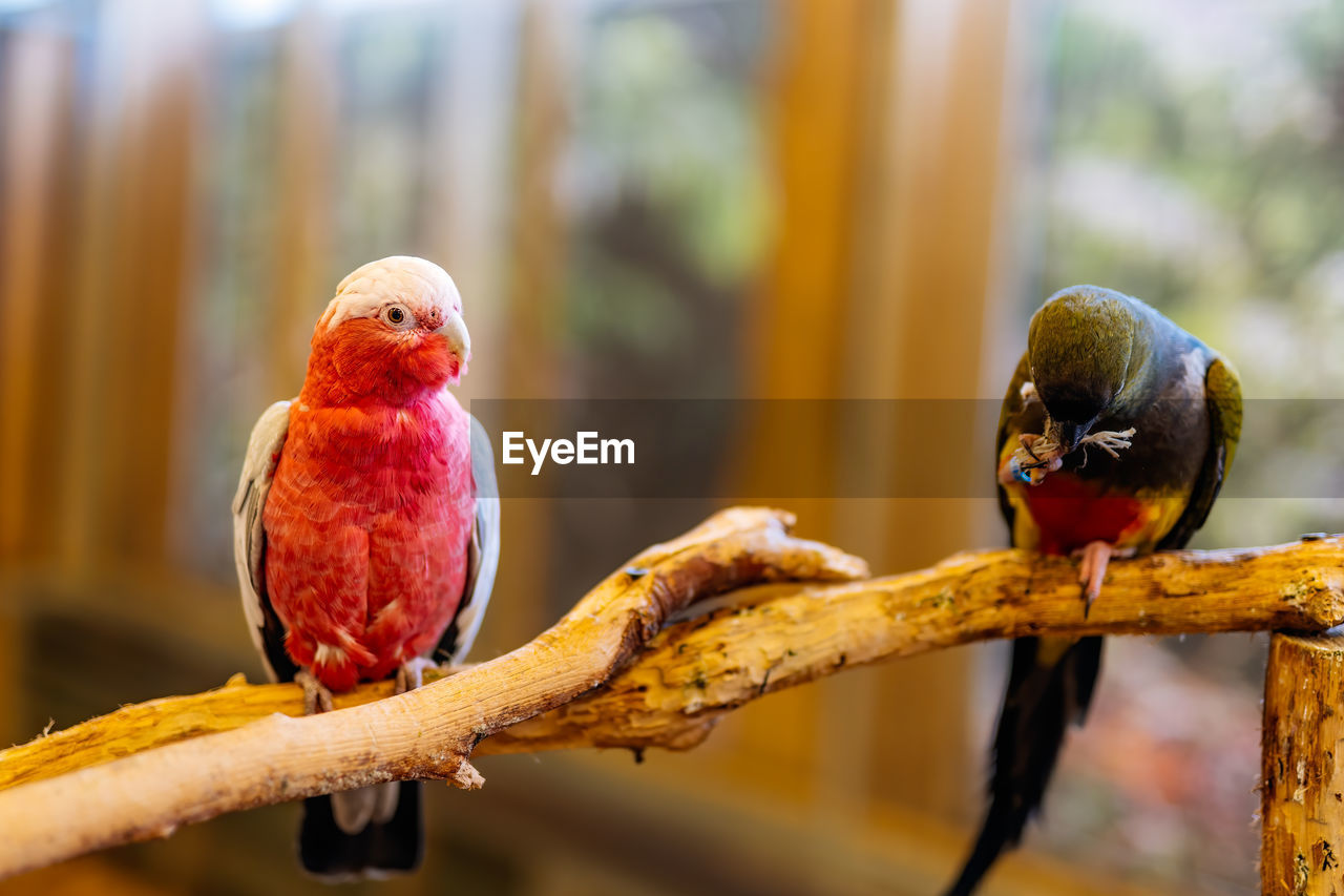 CLOSE-UP OF PARROT PERCHING ON TREE