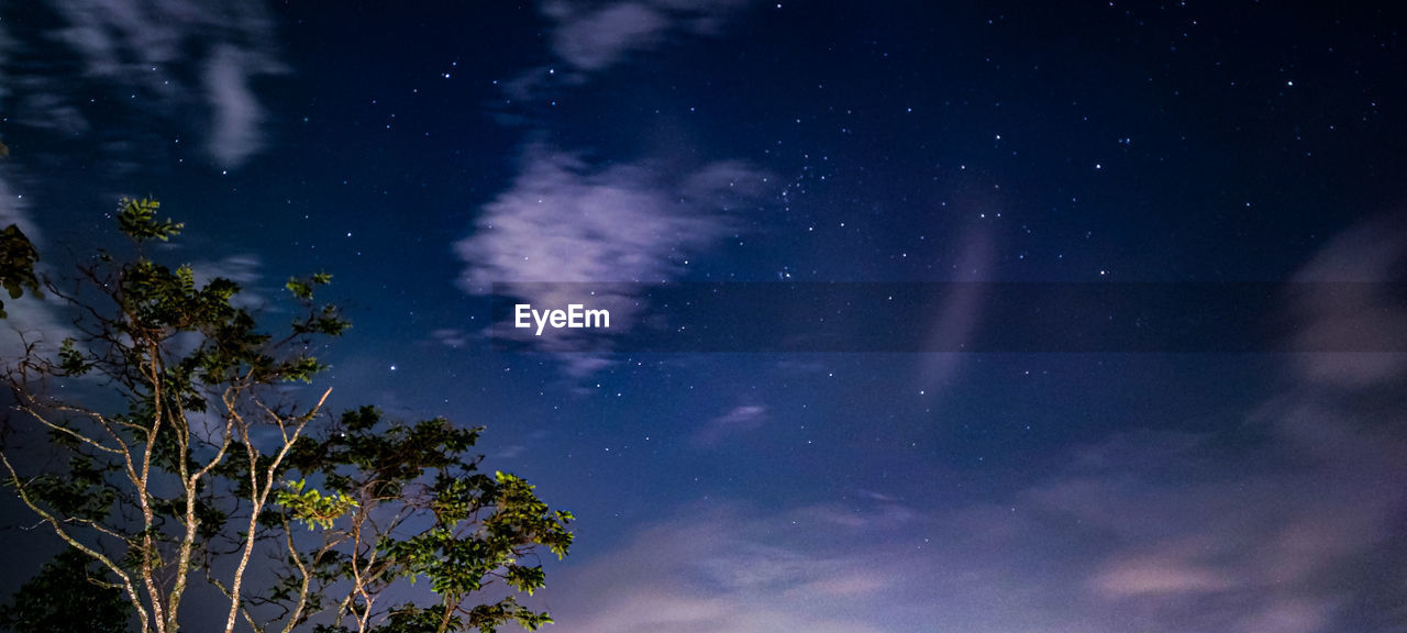 low angle view of tree against sky at night