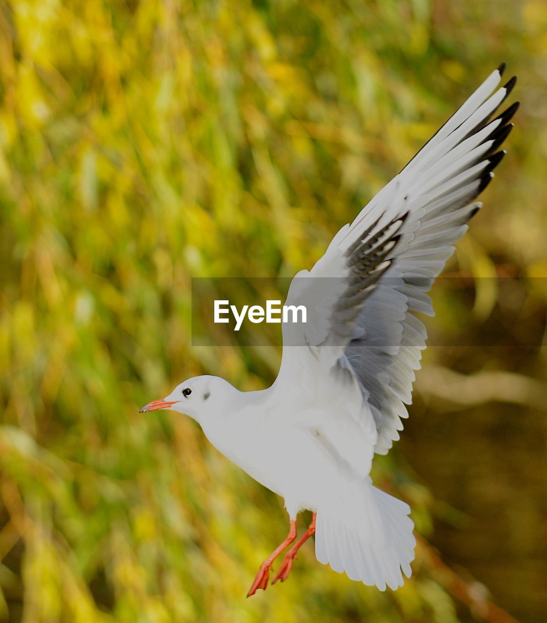 CLOSE-UP OF BIRD FLYING IN SKY