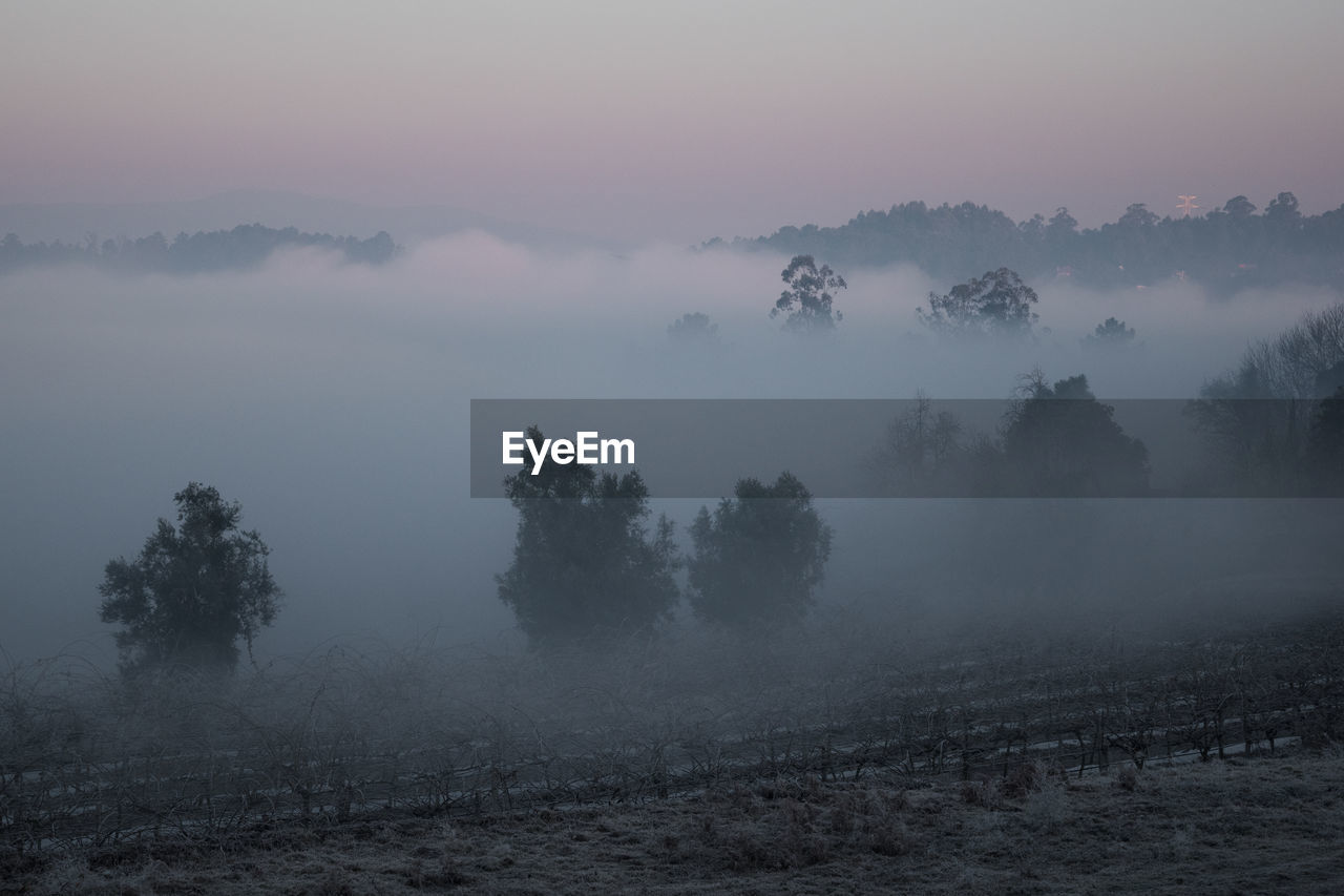 Trees on field against sky during foggy weather