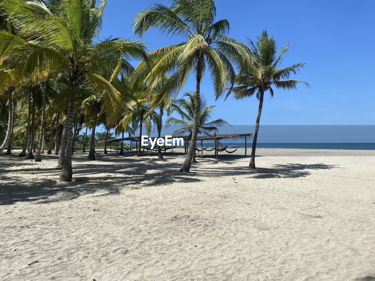Palm trees on beach against sky