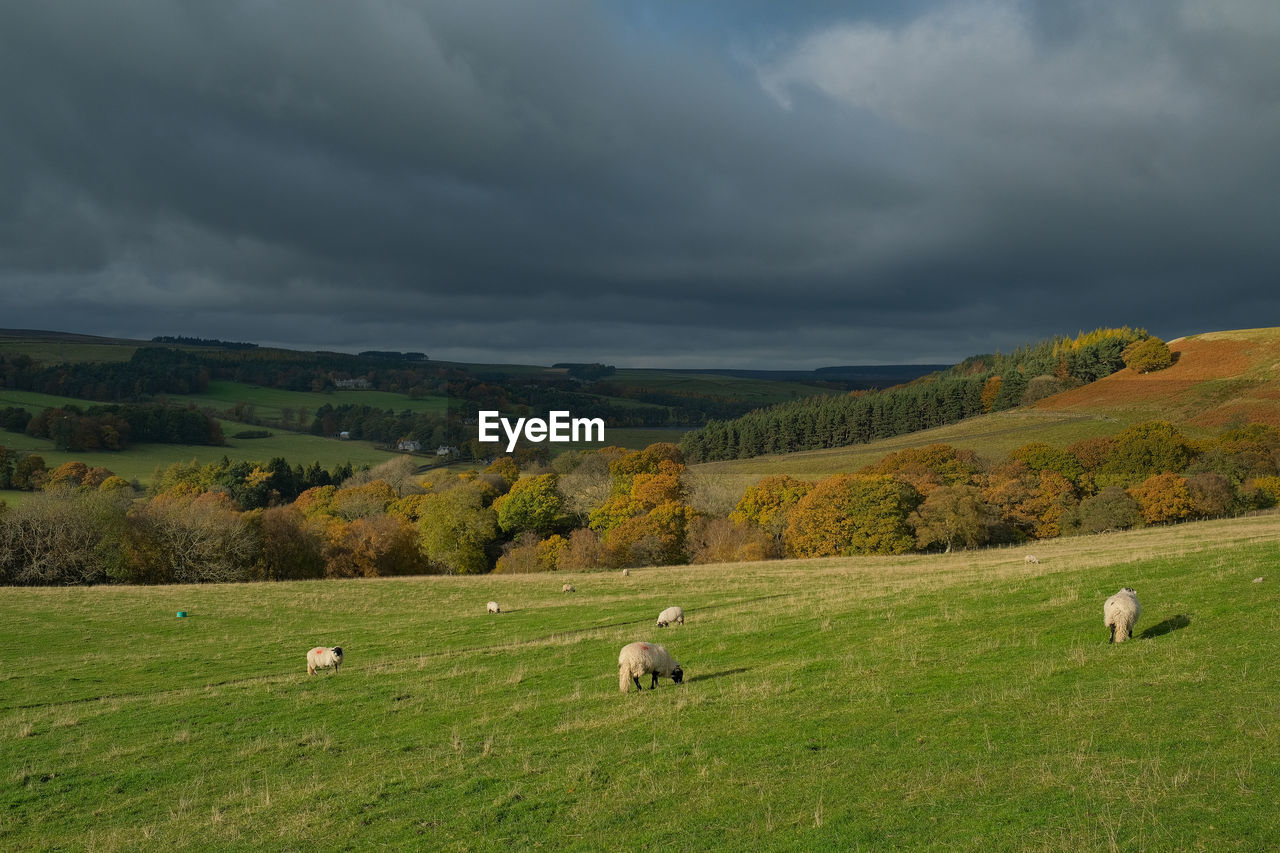 FLOCK OF SHEEP GRAZING IN FIELD