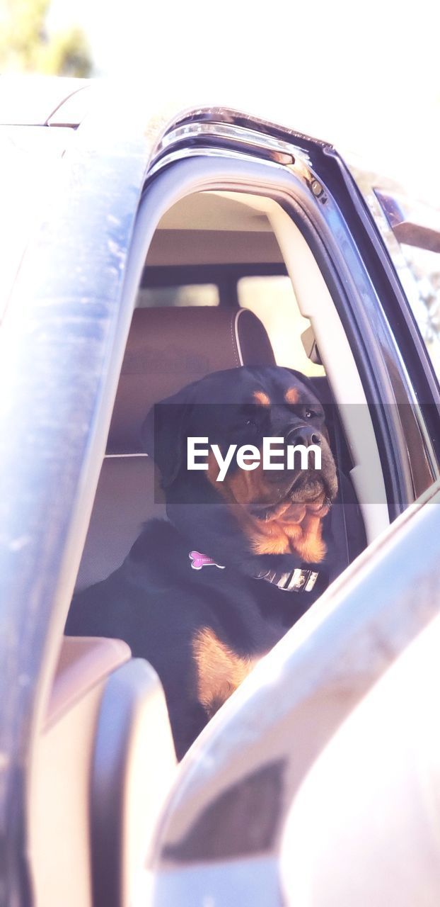 PORTRAIT OF DOG SITTING BY CAR