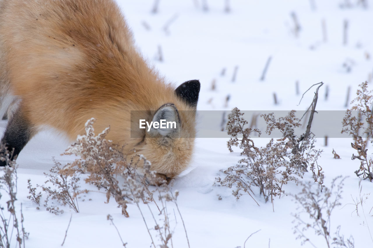 Close-up of fox on snow during winter