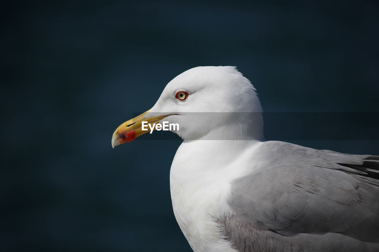 Close-up of seagull