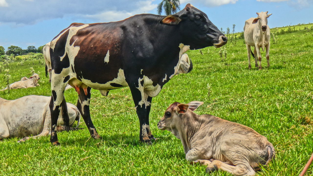 Horses grazing on grassy field