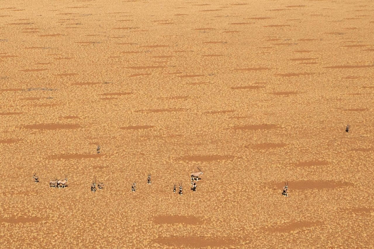 Oryx standing at namib desert