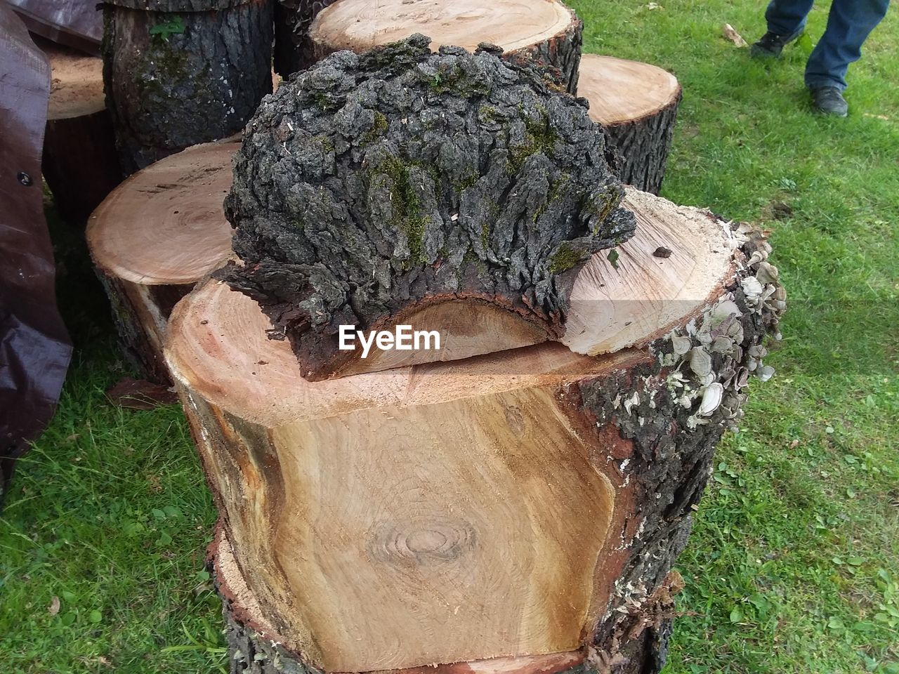 HIGH ANGLE VIEW OF TREE TRUNK IN FIELD