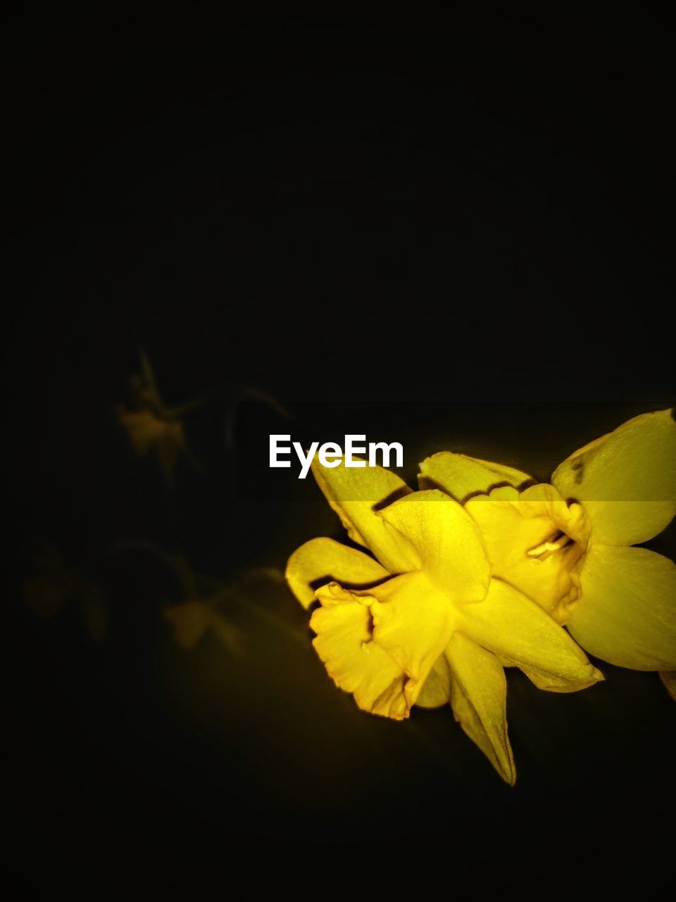 CLOSE-UP OF YELLOW FLOWERING PLANT