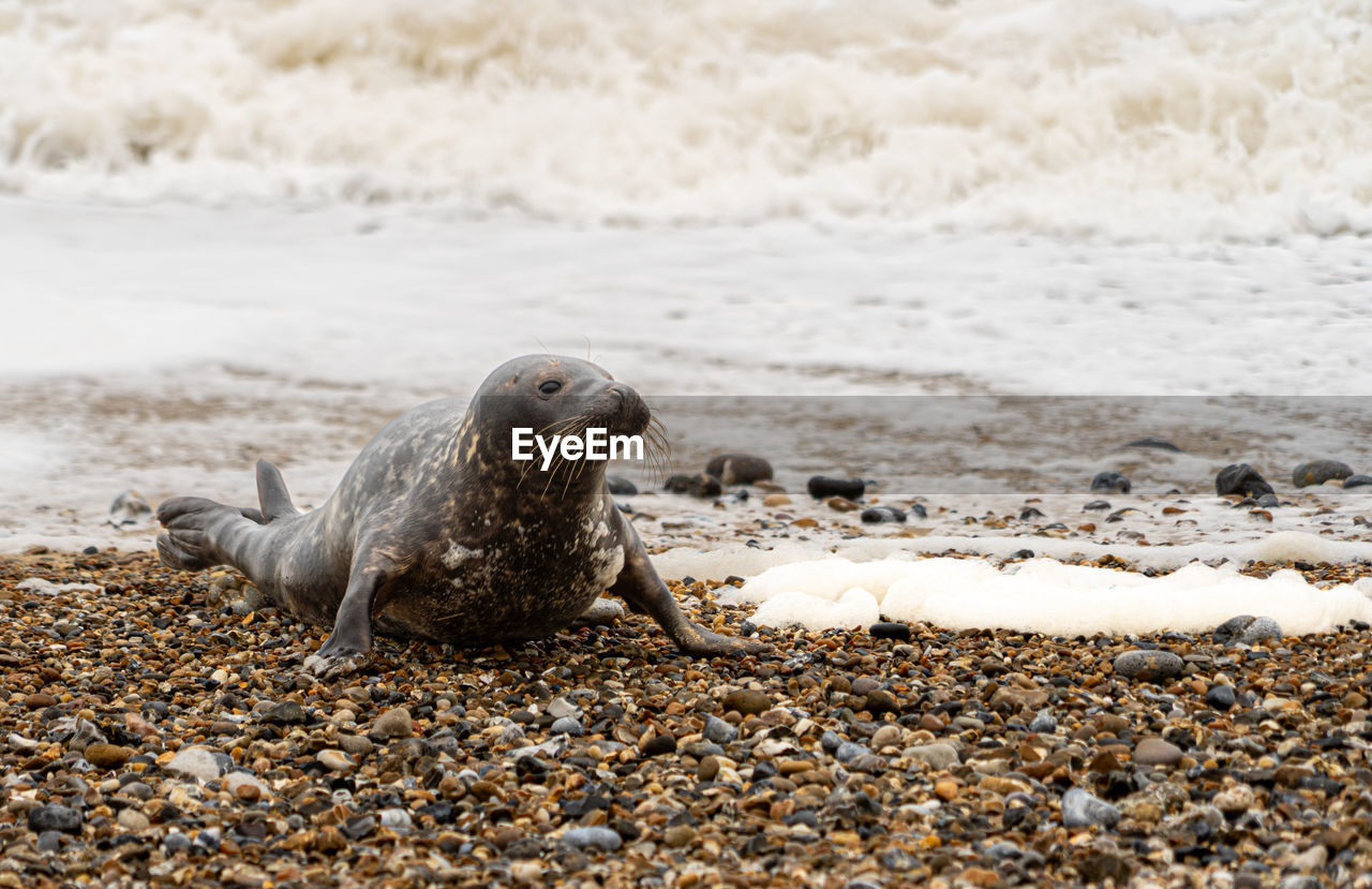animal, animal themes, animal wildlife, wildlife, sea, beach, water, seal, harbor seal, land, nature, one animal, mammal, no people, wave, sea lion, sand, underwater, day, marine mammal, outdoors, motion, shore, aquatic mammal, ocean, rock, close-up