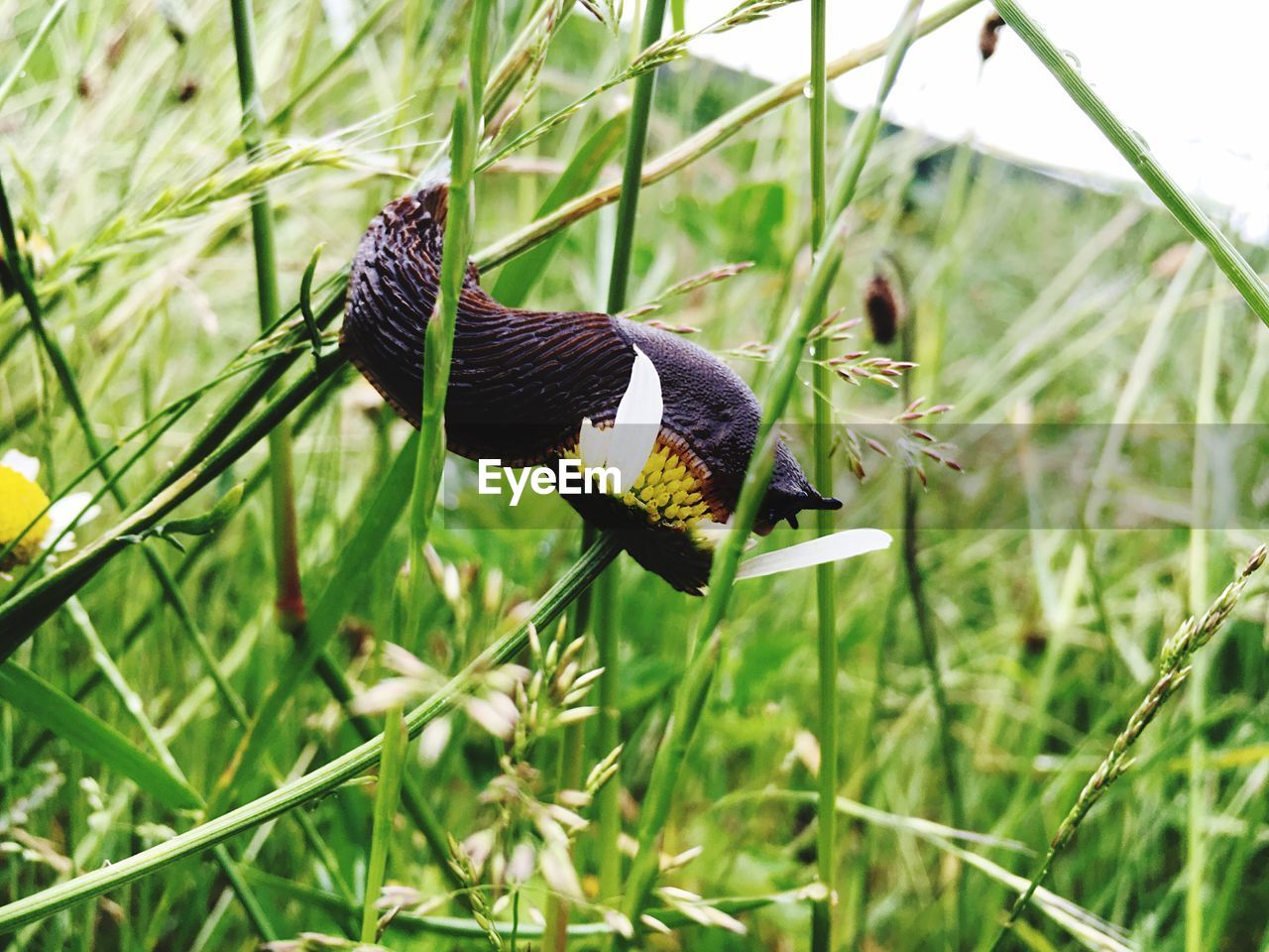 Close-up of bird perching on plant