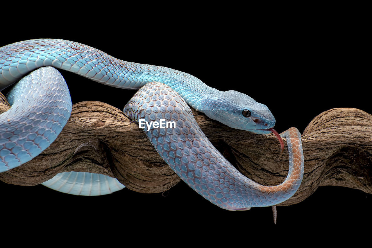 high angle view of snake against black background