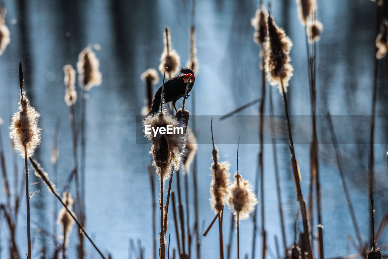 winter, plant, nature, focus on foreground, no people, growth, beauty in nature, cattail, day, dry, plant stem, flower, spring, dried plant, close-up, outdoors, branch, frost, leaf, tranquility, fragility