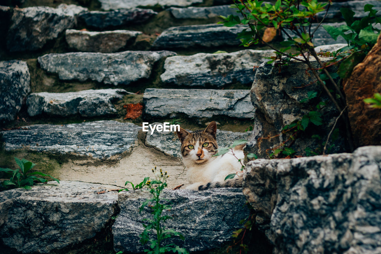 HIGH ANGLE VIEW OF CAT ON ROCK