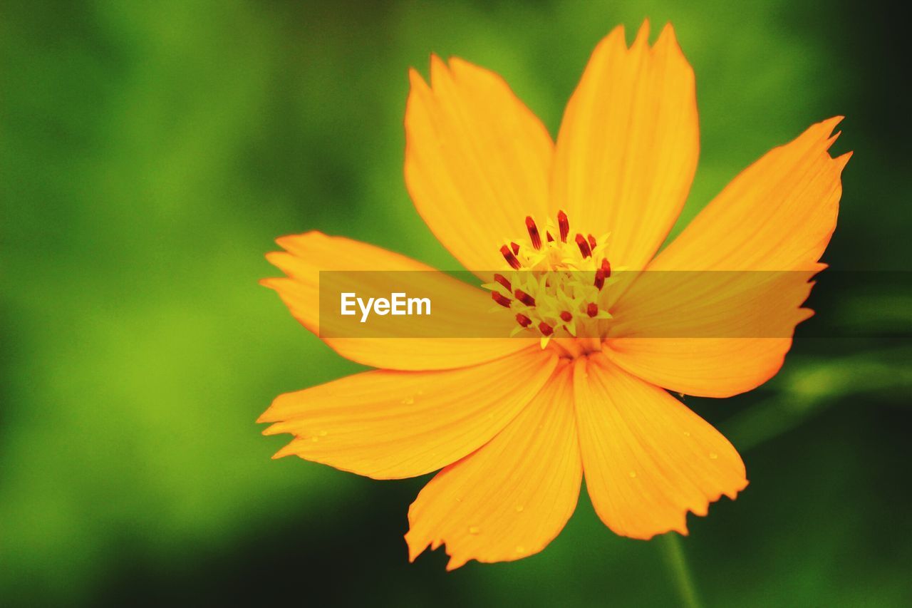 Close-up of yellow flower blooming outdoors