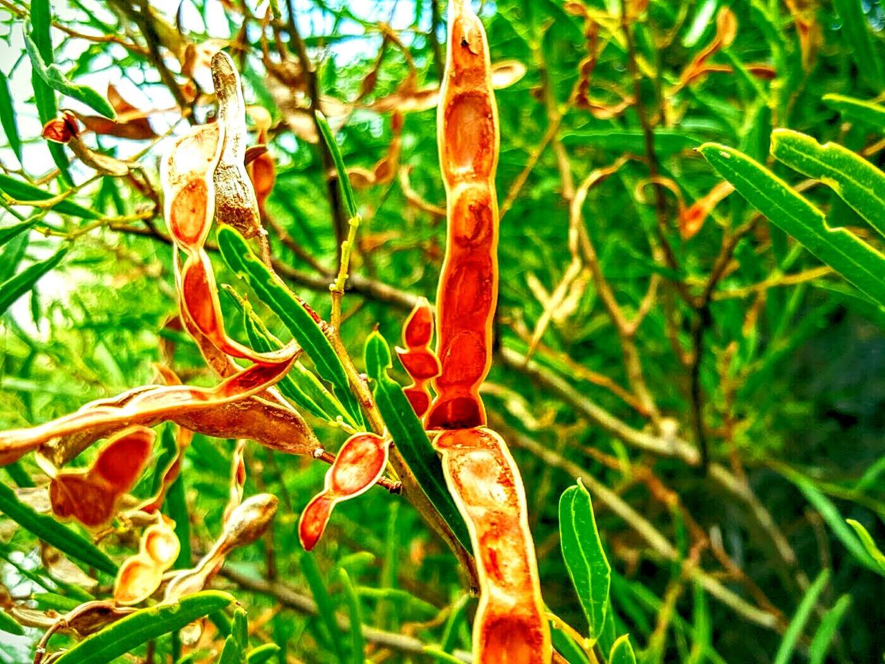 LOW ANGLE VIEW OF PLANTS