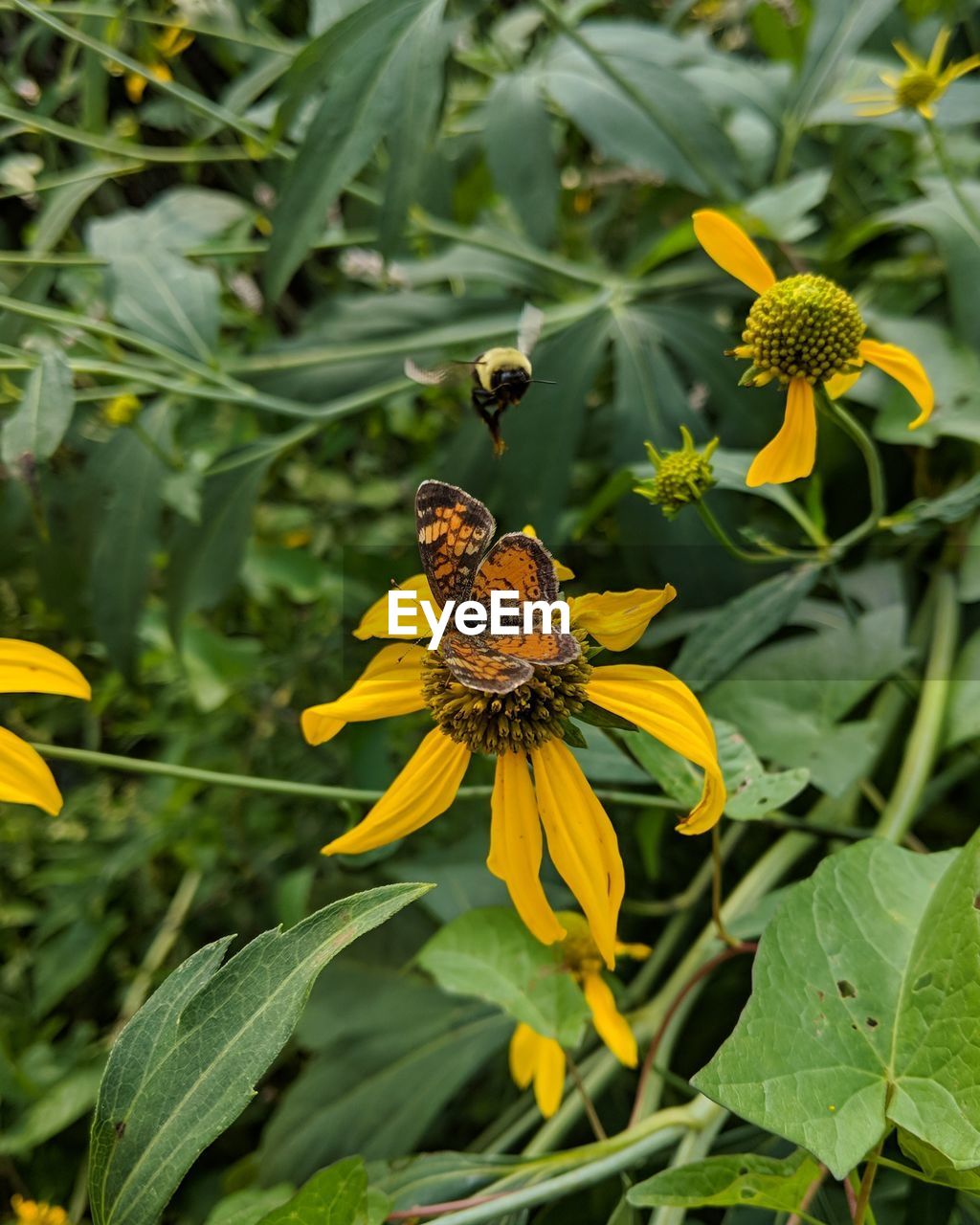 CLOSE-UP OF INSECT ON YELLOW FLOWER