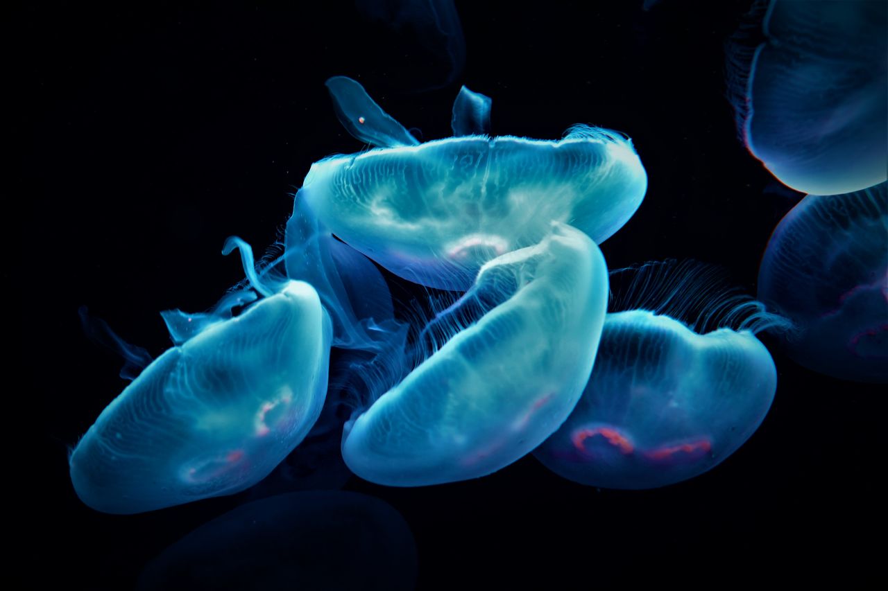 Close-up of jellyfish swimming in sea