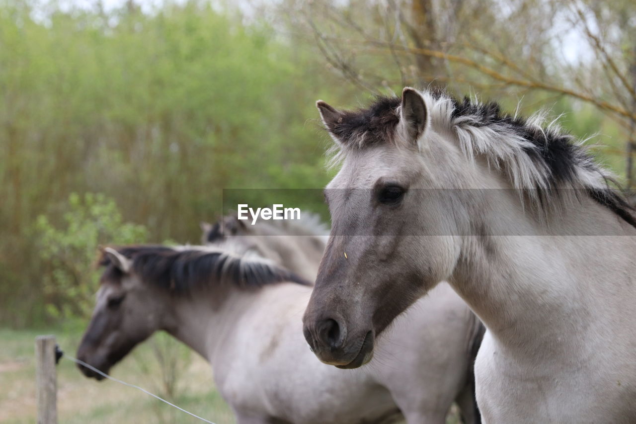 horse, animal, animal themes, mammal, animal wildlife, domestic animals, livestock, mare, stallion, mane, mustang horse, pet, group of animals, plant, working animal, nature, two animals, no people, grass, tree, outdoors, pasture, land, focus on foreground, day, pack animal, foal, field, agriculture, landscape, donkey, rural scene, animal body part, herbivorous, animal hair, environment