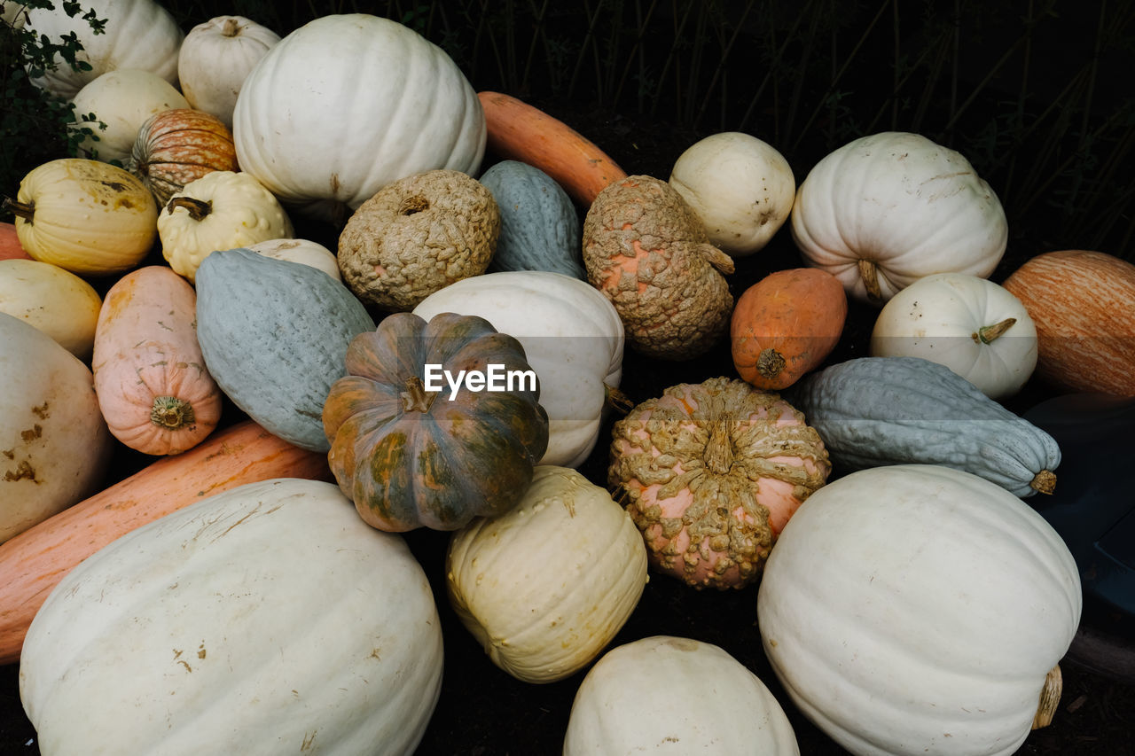 HIGH ANGLE VIEW OF PUMPKINS IN MARKET