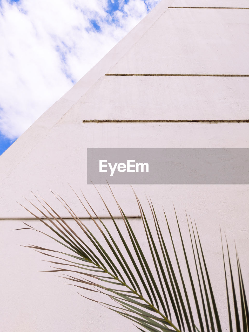 Stylish palm on white geometry wall. minimal aesthetic plant background