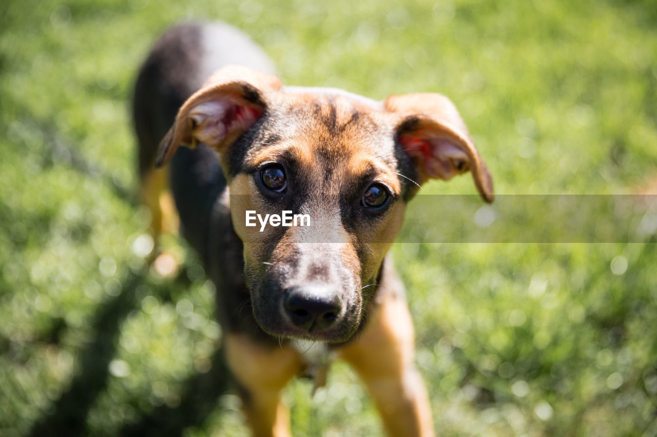 Close-up portrait of dog