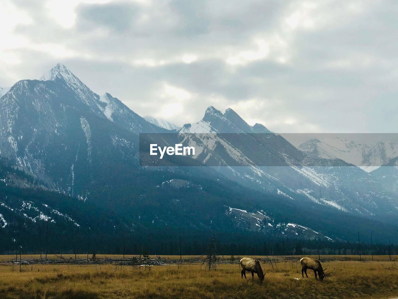 View of horses on field by mountain against sky