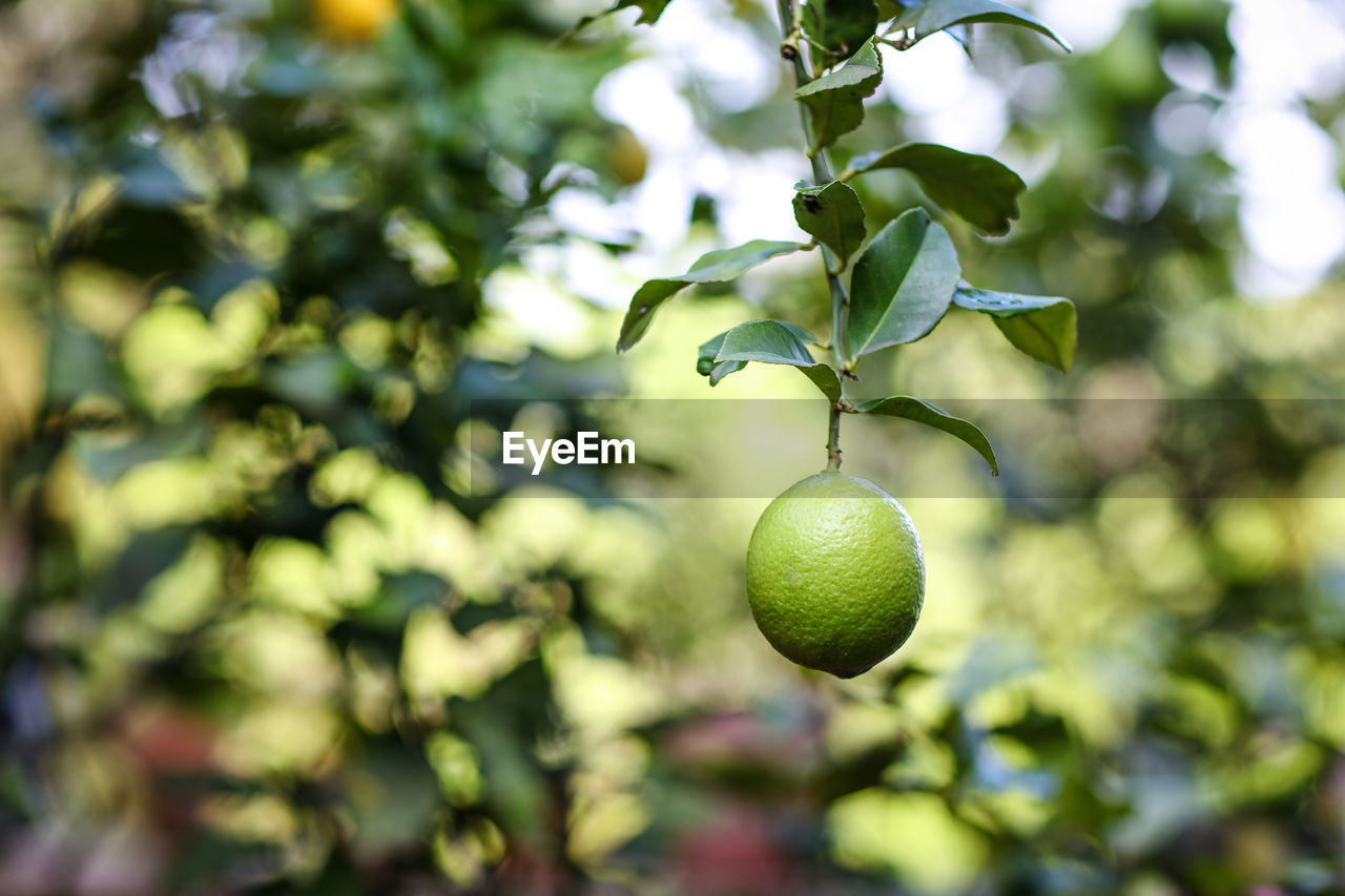 Close-up of fruits on tree