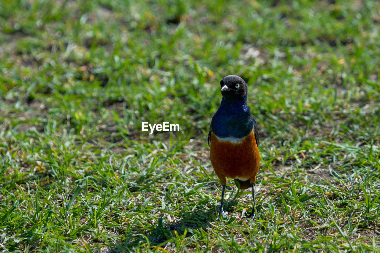 Close-up of colorful superb starling bird in the grass