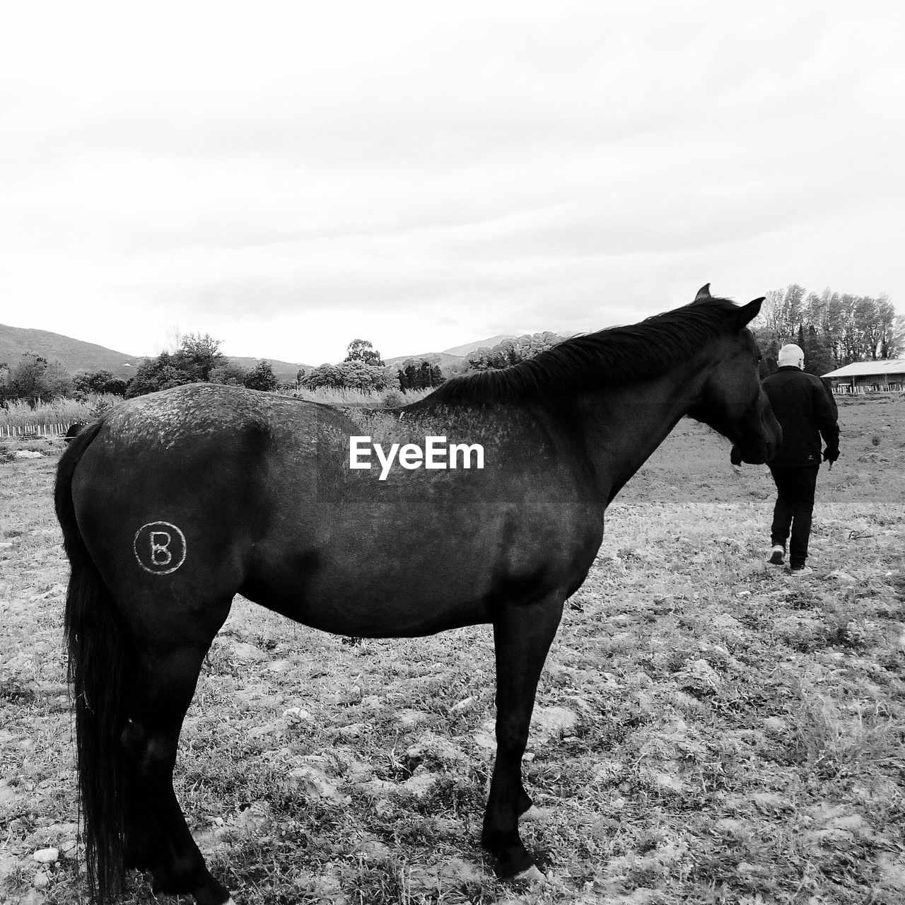 Man with horse standing on field against sky