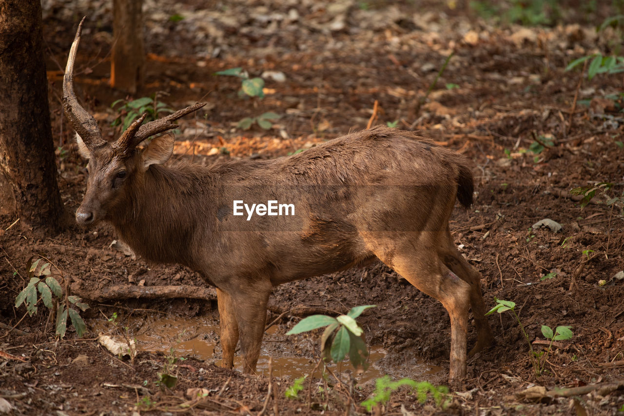 SIDE VIEW OF DEER IN FOREST