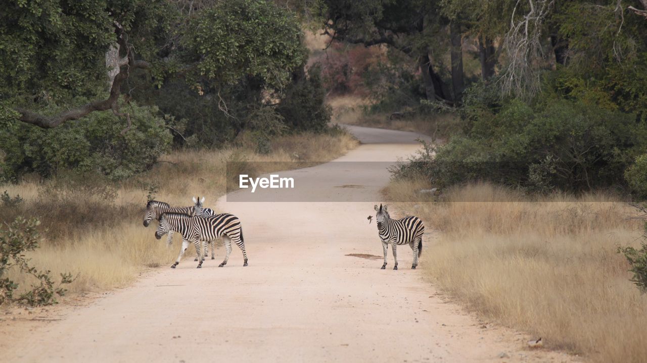 VIEW OF HORSE WALKING ON ROAD