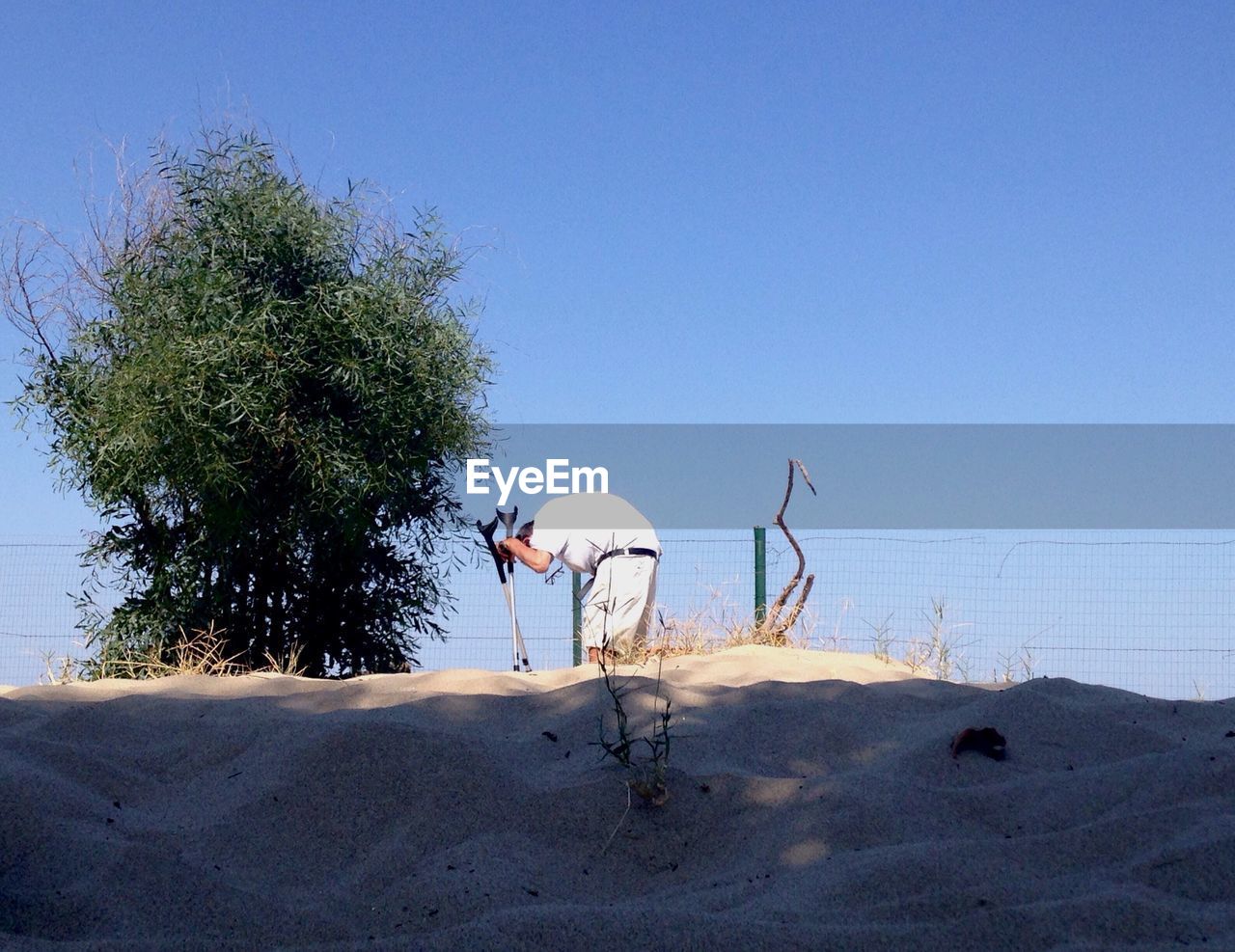 TREES ON BEACH AGAINST CLEAR SKY