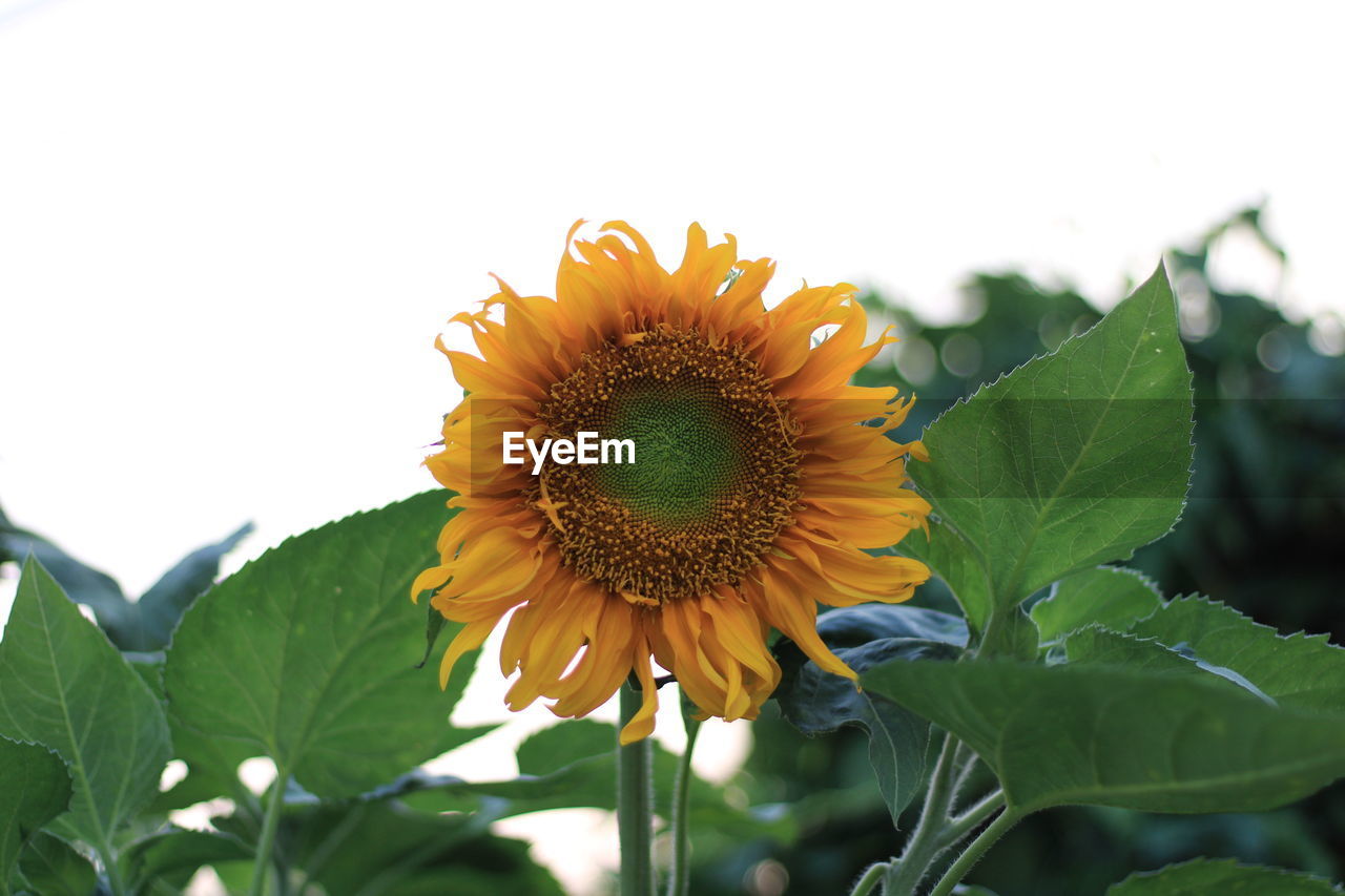 CLOSE-UP OF SUNFLOWER AGAINST WHITE BACKGROUND