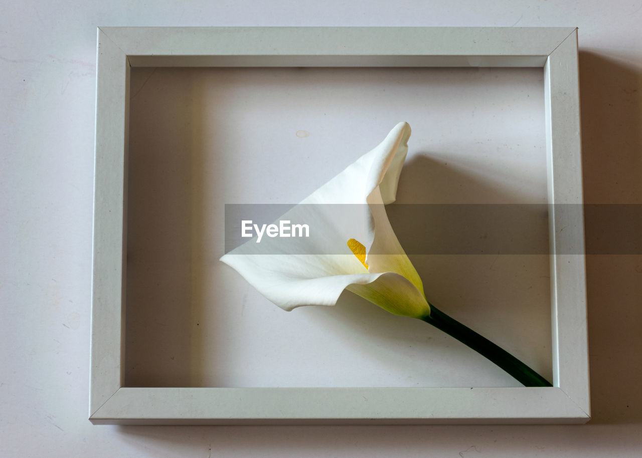 white, art, flower, no people, indoors, yellow, paper, picture frame, lighting, origami, studio shot, origami paper, flowering plant, shelf, wood, simplicity