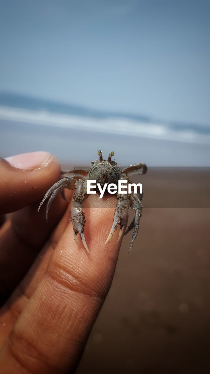 Close-up of a baby crab in human hand against blurred background