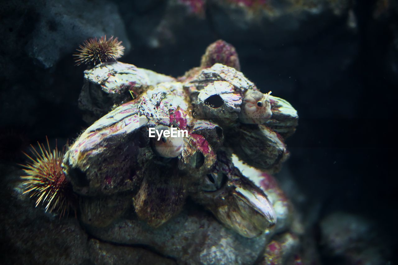 Close-up of camouflage stonefish