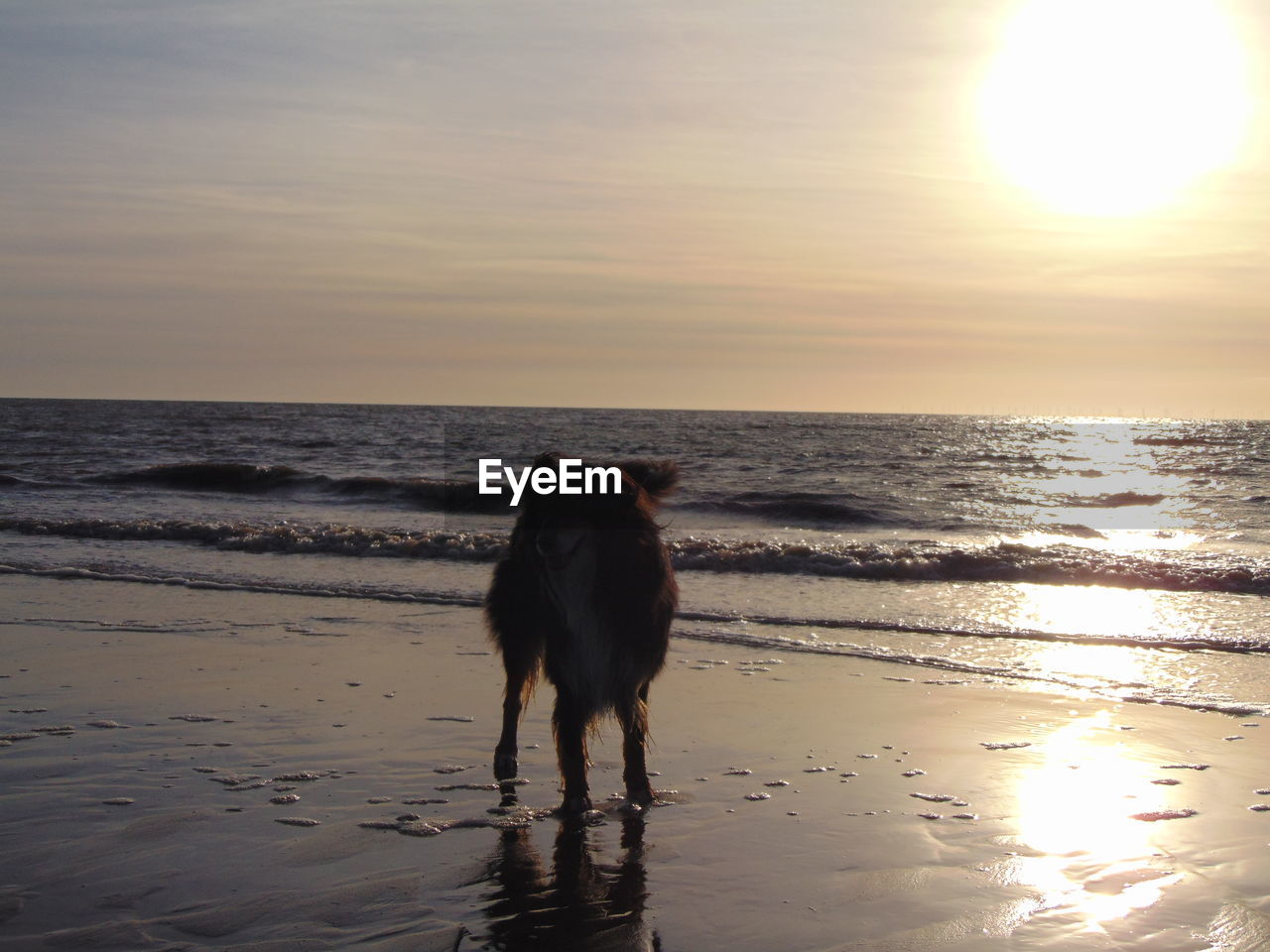 DOG ON BEACH AGAINST SKY AT SUNSET