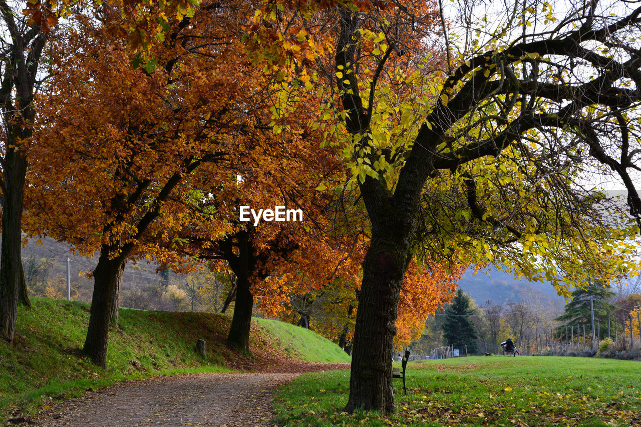 TREES GROWING IN PARK DURING AUTUMN