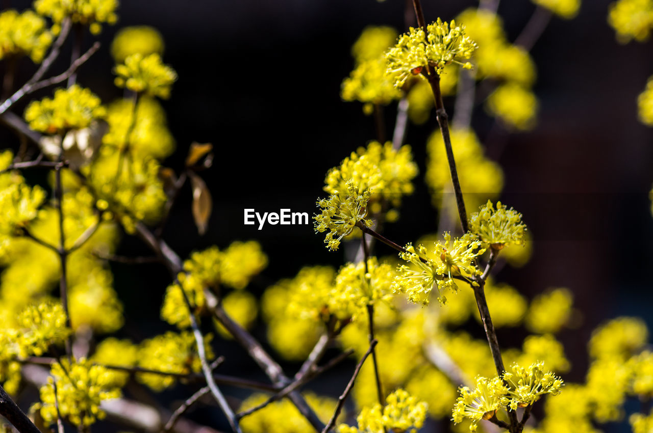 Close-up of yellow flowering plant