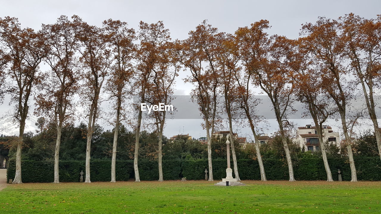 TREES ON FIELD