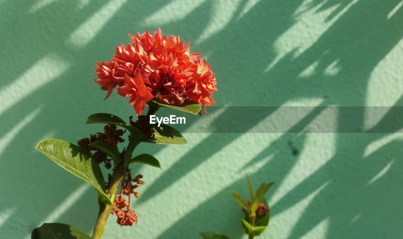 CLOSE-UP OF RED FLOWER ON LEAF