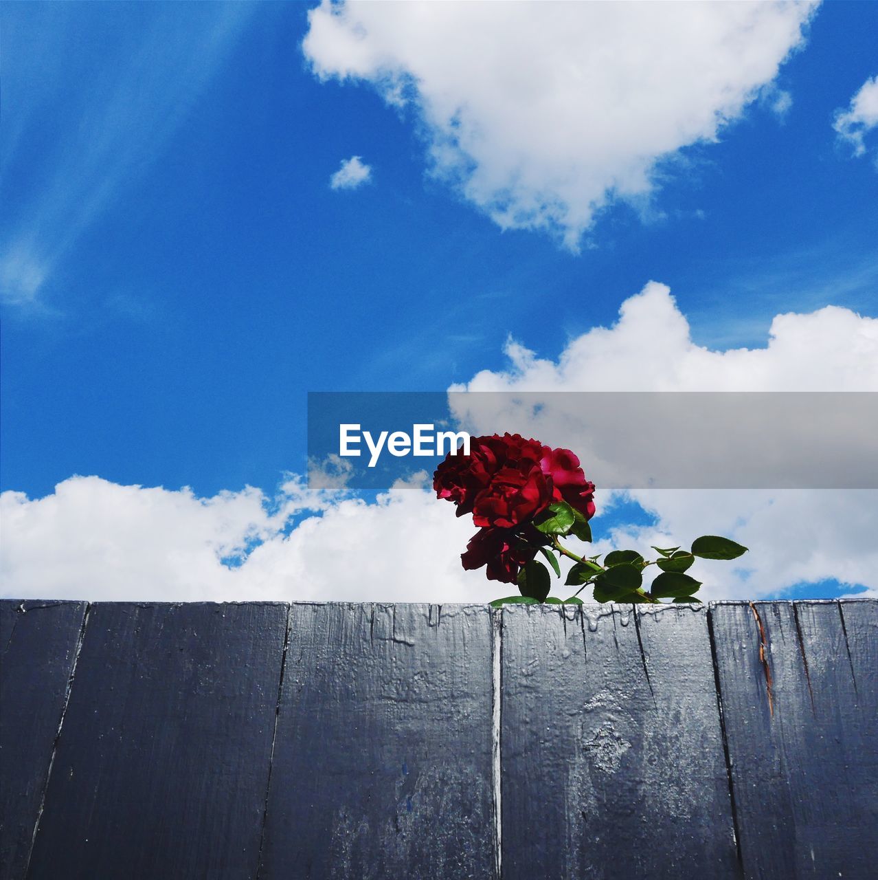 Close-up of red flowers against sky