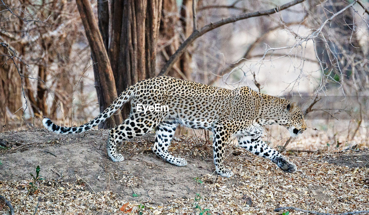 Wild animal in a forest