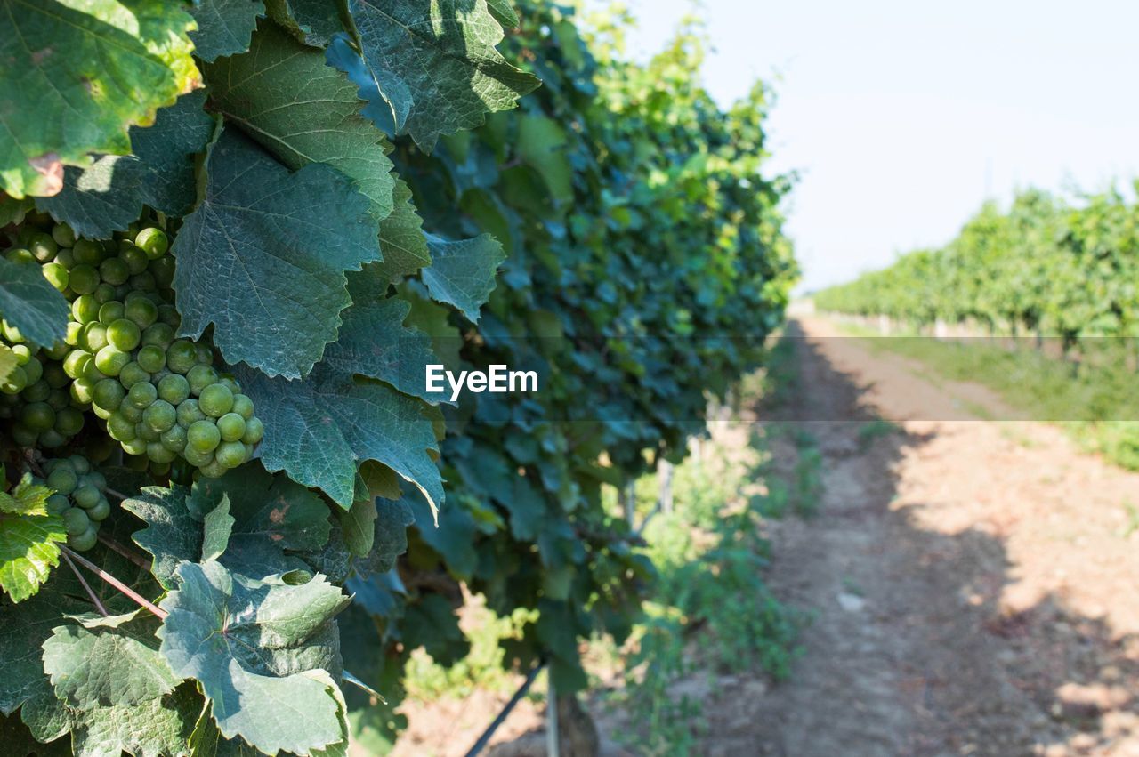 Close-up of grapes growing in vineyard